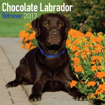 Chocolate Labrador Retriever Calendar 2017 by Avonside Publishing Ltd - Paperback