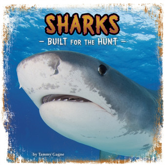 Sharks : Built for the Hunt