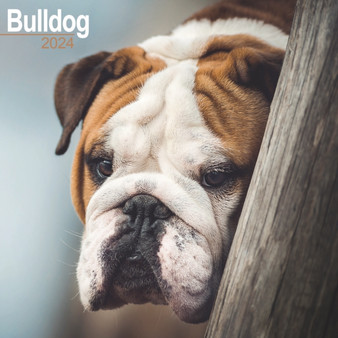 Bulldog Calendar 2024 Square Dog Breed Wall Calendar - 16 Month