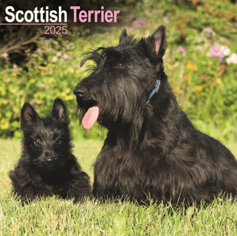 Scottish Terrier Calendar 2025 Square Dog Breed Wall Calendar - 16 Month