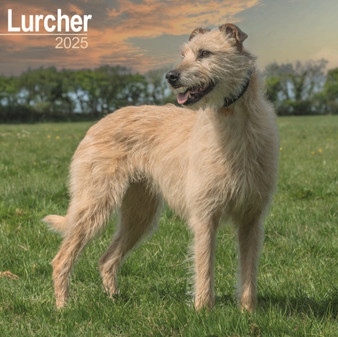 Lurcher Calendar 2025 Square Dog Breed Wall Calendar - 16 Month