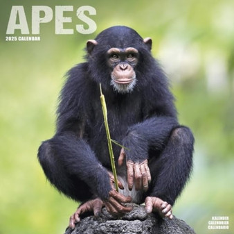 Apes Calendar 2025 Square Animal Wall Calendar - 16 Month
