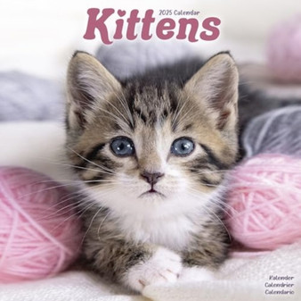 Kittens Calendar 2025 Square Cats Wall Calendar - 16 Month