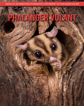 Phalanger Volant : Images et Informations Etonnantes Concernant les Phalanger Volant