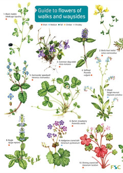 Guide to flowers of walks and waysides : OP176