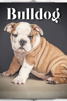 Bulldog : Dog Breed guide