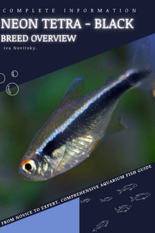 Neon Tetra - Black : From Novice to Expert. Comprehensive Aquarium Fish Guide