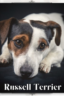 Russell Terrier : Dog breed overview and guide