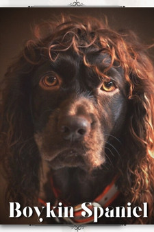 Boykin Spaniel : Dog breed overview and guide
