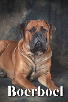 Boerboel : Dog breed overview and guide