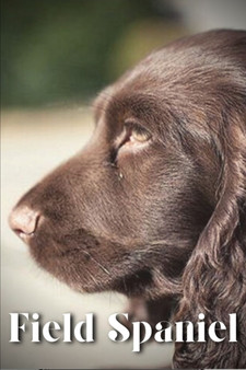 Field Spaniel : Dog breed overview and guide