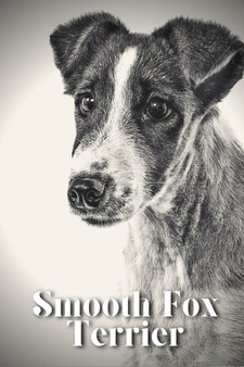 Smooth Fox Terrier : Dog breed overview and guide