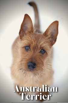 Australian Terrier : Dog breed overview and guide