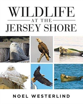 Wildlife at the Jersey Shore