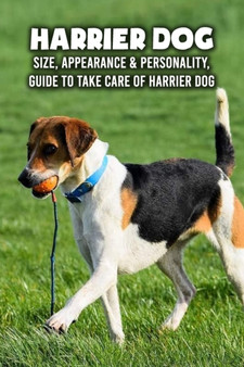 Harrier Dog : Size, Appearance & Personality, Guide To Take Care of Harrier Dog: Harrier Dog Encyclopedia