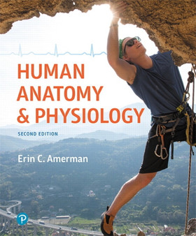 Human Anatomy & Physiology by Erin Amerman - Hardback