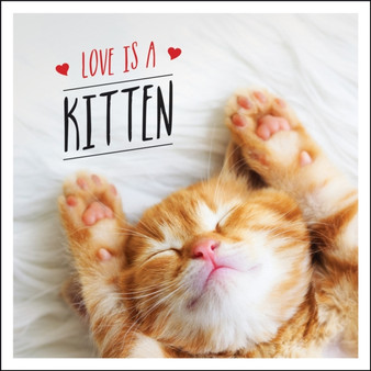 Love is a Kitten : A Cat-Tastic Celebration of the World's Cutest Kittens by Charlie Ellis - Hardback