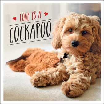Love is a Cockapoo : A Dog-Tastic Celebration of the World's Cutest Breed by Charlie Ellis - Hardback