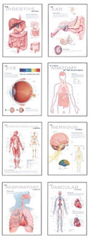 Human Anatomy Chart Pack by Scientific Publishing - Paperback