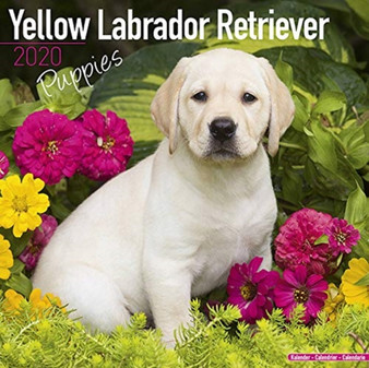Yellow Labrador Retriever Puppies Calendar 2020 by Avonside Publishing Ltd - Paperback