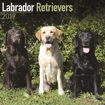 Labrador Retrievers Calendar 2019 by Avonside Publishing Ltd - Paperback