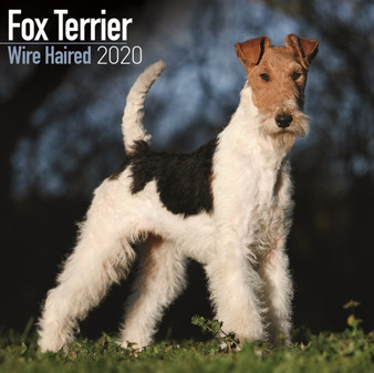 Fox Terrier Wire Haired Calendar 2020 by Avonside Publishing Ltd - Paperback