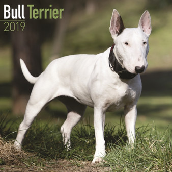 Bull Terrier Calendar 2019 by Avonside Publishing Ltd - Paperback
