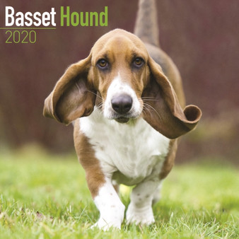 Basset Hound Calendar 2020 by Avonside Publishing Ltd - Paperback