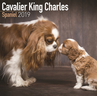 Cavalier King Charles Spaniel Calendar 2019 by Avonside Publishing Ltd - Paperback