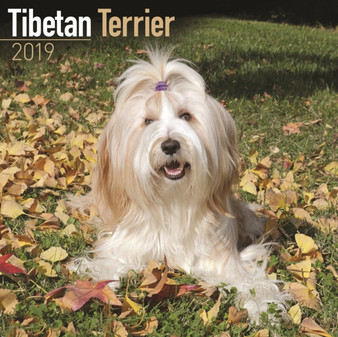 Tibetan Terrier Calendar 2019 by Avonside Publishing Ltd - Paperback