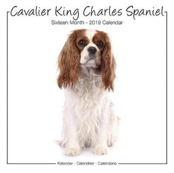 Cavalier King Charles Studio Calendar 2019 by Avonside Publishing Ltd - Paperback