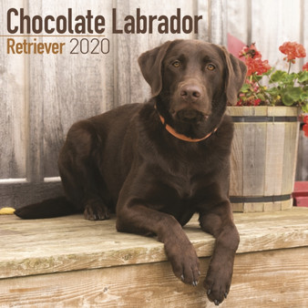 Chocolate Labrador Retriever Calendar 2020 by Avonside Publishing Ltd - Paperback