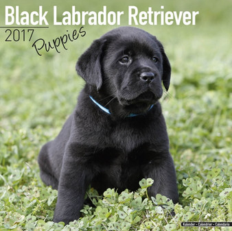 Black Labrador Retriever Puppies Calendar 2017 by Avonside Publishing Ltd - Paperback