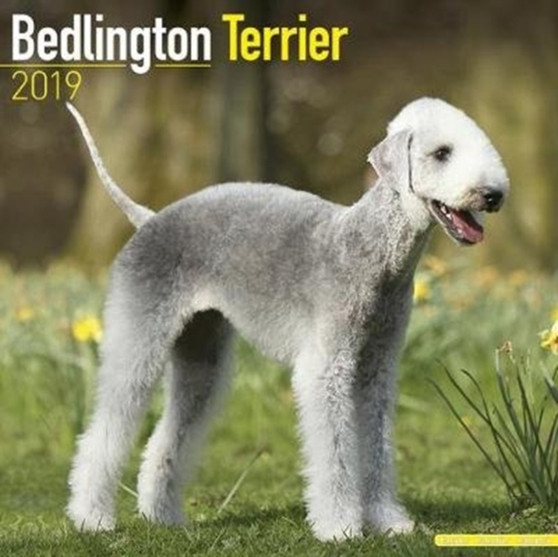 Bedlington Terrier Calendar 2019 by Avonside Publishing Ltd - Paperback