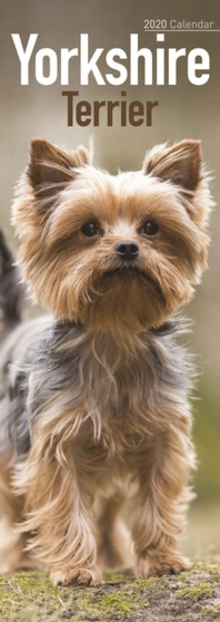 Yorkshire Terrier Slim Calendar 2020 by Avonside Publishing Ltd - Paperback
