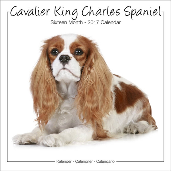 Cavalier King Charles Studio Calendar 2017 by Avonside Publishing Ltd - Paperback