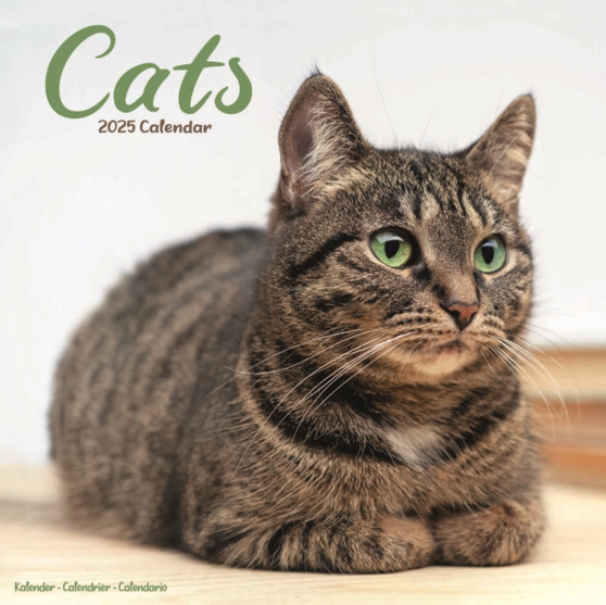 Cats Calendar 2025 Square Cat Wall Calendar - 16 Month