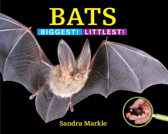 Bats : Biggest! Littlest!