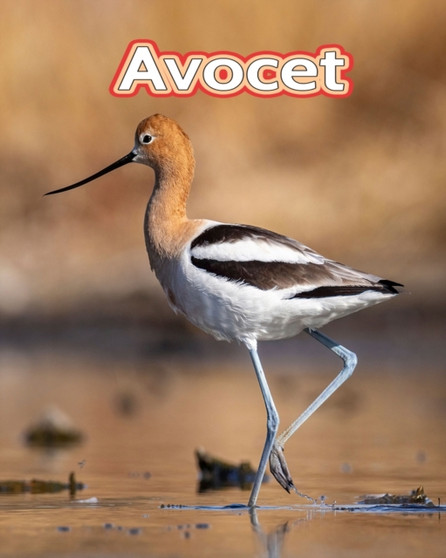Avocet : Facts Book (Fun Facts Book For Kids)
