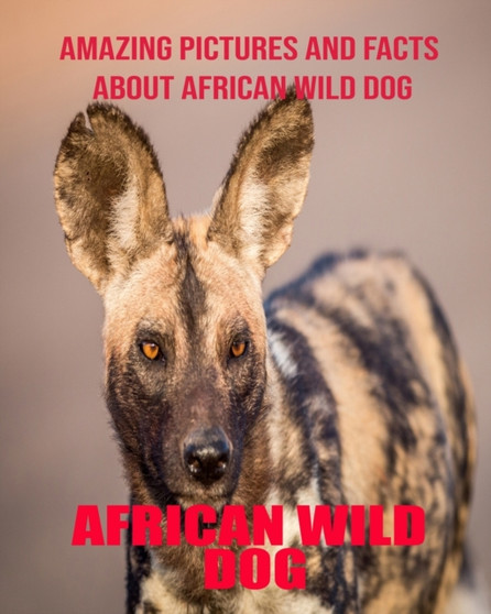 African Wild Dog : Amazing Pictures and Facts About African Wild Dog