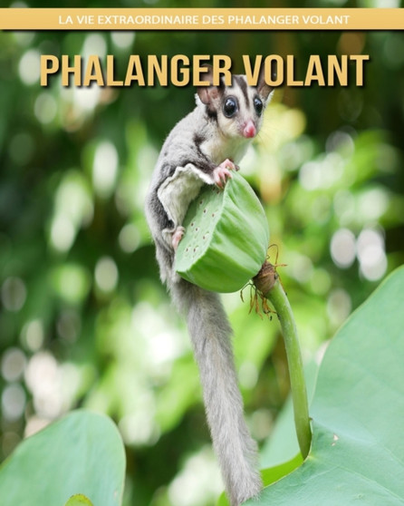 Phalanger Volant : La Vie Extraordinaire des Phalanger Volant