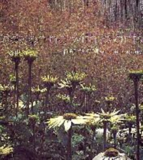 Designing with Plants