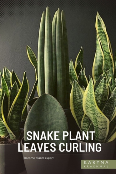 Snake Plant Leaves Curling : Become plants expert