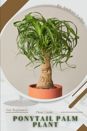 Ponytail Palm Plant : Prodigy Petal, Plant Guide