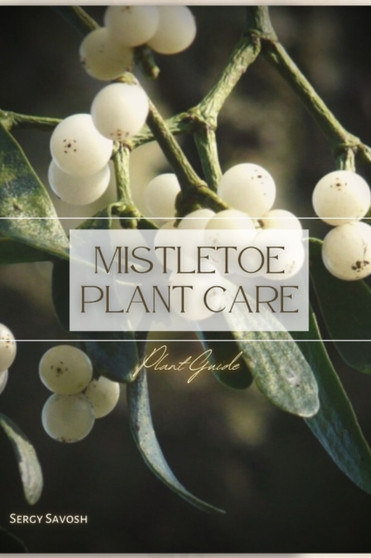Mistletoe Plant Care : Plant Guide