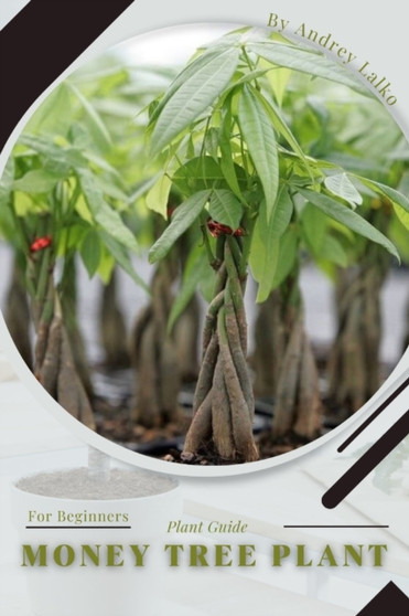 Money Tree Plant : Plant Guide