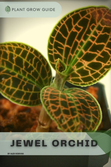 Jewel Orchid : Plants guide