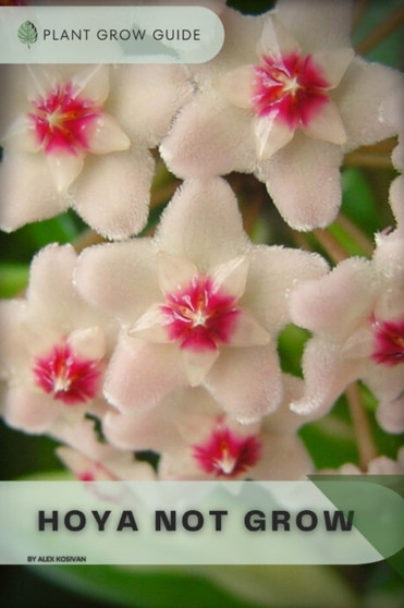 Hoya Not Grow : Plants guide