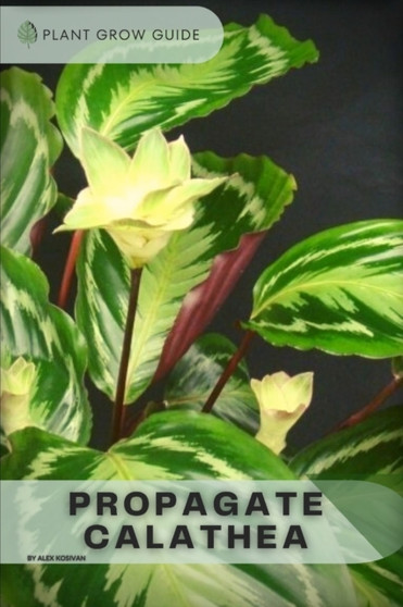 Propagate Calathea : Plants guide