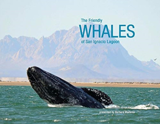 The Friendly Whales of San Ignacio Lagoon